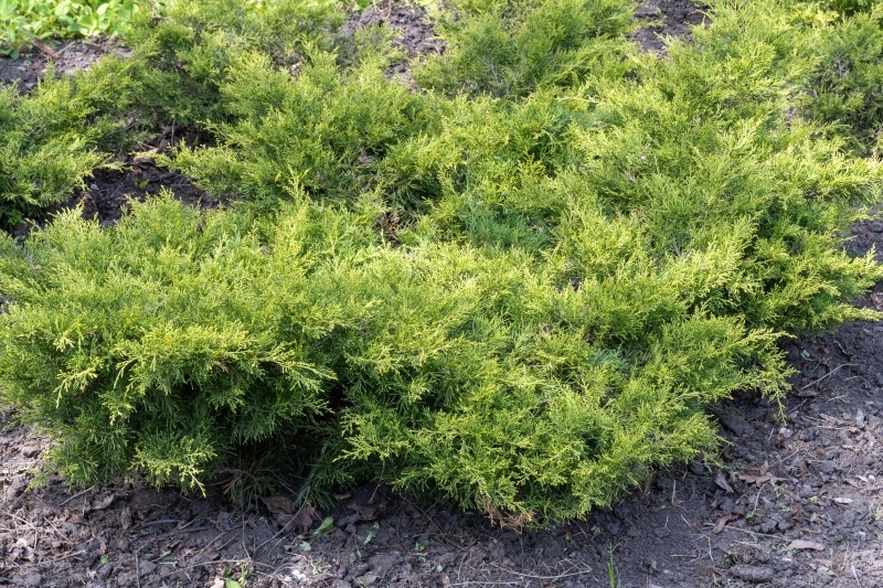 rośliny okrywowe zamiast trawnika