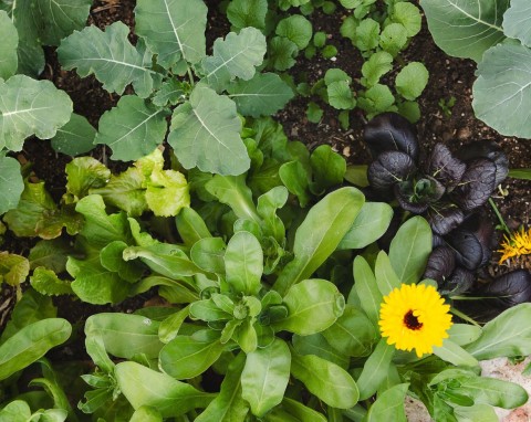 Zaplanuj siew i sadzenie tych roślin w ogrodzie. Odstraszają szkodniki i chronią warzywa