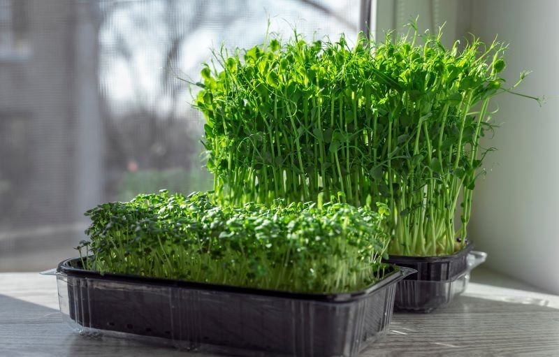 Smak mikrolistków jest bardzo intensywny.