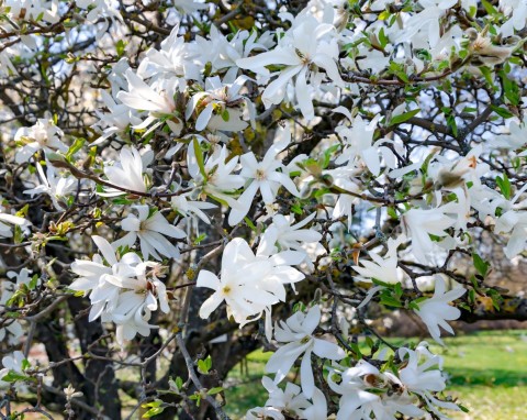 Magnolia gwieździsta - gwiazda wiosennego ogrodu. Pielęgnacja i uprawa