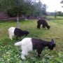 Pozostałe, Miejsca w których byłam - Góry stołowe cz1. - Czermna skansen ginących zawodów - mini zoo