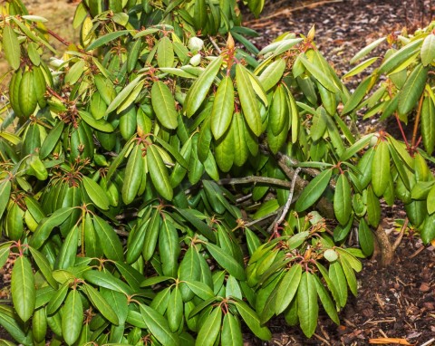 Zabezpieczanie rododendronów przed zimą. Najlepsze sposoby i materiały do ściółkowania