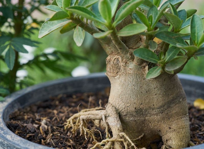 Zgrubiały pęd róży pustyni służy do gromadzenia wody.