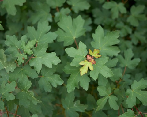 Klon polny (Acer campestre)