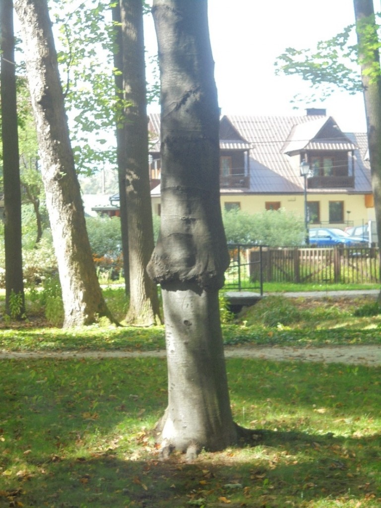 Leśne klimaty, UROKI  PARKU  DOLNEGO W  SZCZAWNICY - PARK