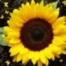 sunflower95