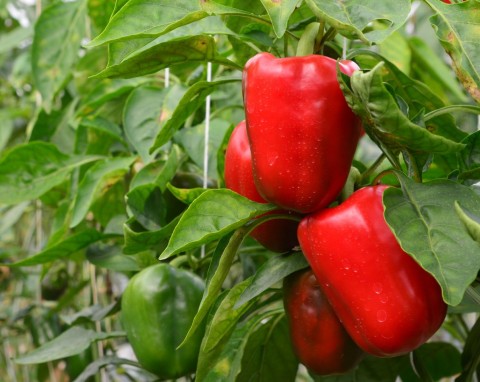Jak podwoić owocowanie papryki? Naturalne nawożenie i pielęgnacja papryki w lipcu
