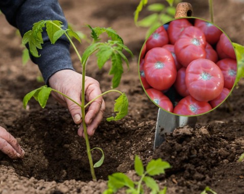 Sadzenie pomidorów malinowych — wszystko, co musisz wiedzieć. Poradnik dla początkujących