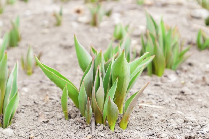 naturalne nawożenie tulipanów