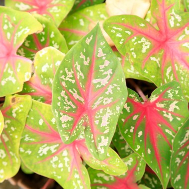 Zroślicha stopowcowa (Syngonium Podophyllum)
Fot. 123.RF