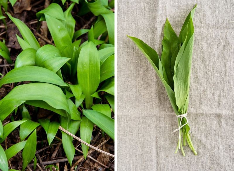 czosnek zerwany z grządki