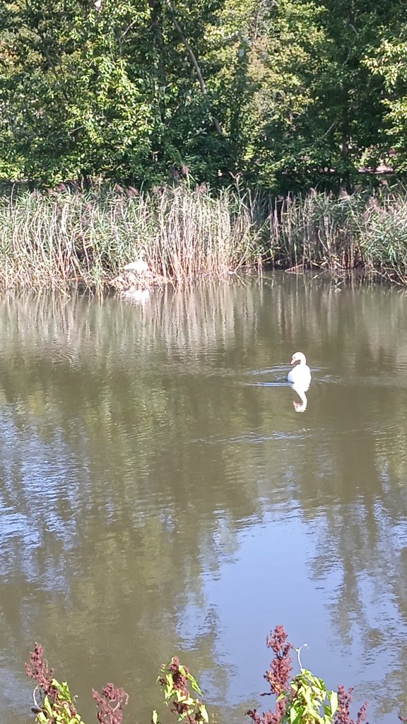 Pozostałe, FAUNA  PEŁNA UROKU