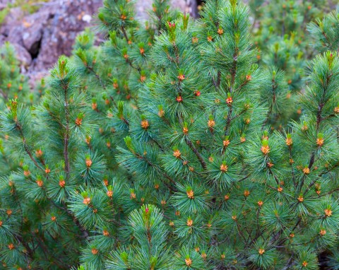 Sosna karłowa (Pinus pumila)