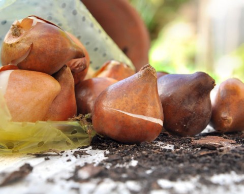 Rozmnażanie tulipanów z cebulek przybyszowych. Jak i kiedy sadzić tulipany do gruntu?