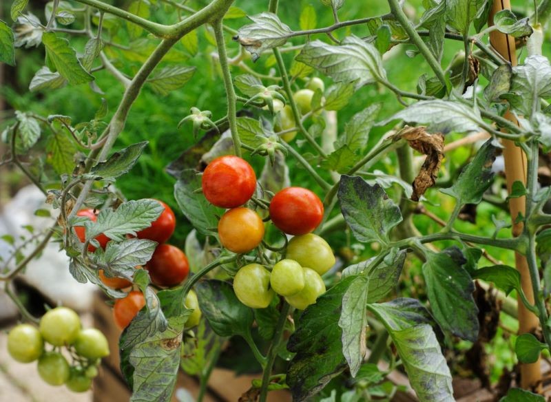 Do uprawy do góry nogami najlepiej nadają się pomidory typu koktajlowego.