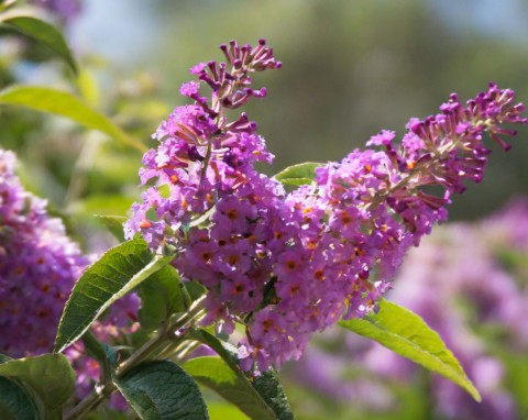 Budleja Dawida będzie uginać się od kwiatów. Prawidłowe cięcie zimą podwaja kwitnienie