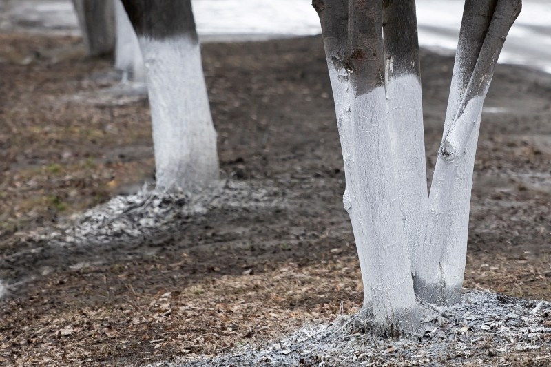 bielenie drzew owocowych