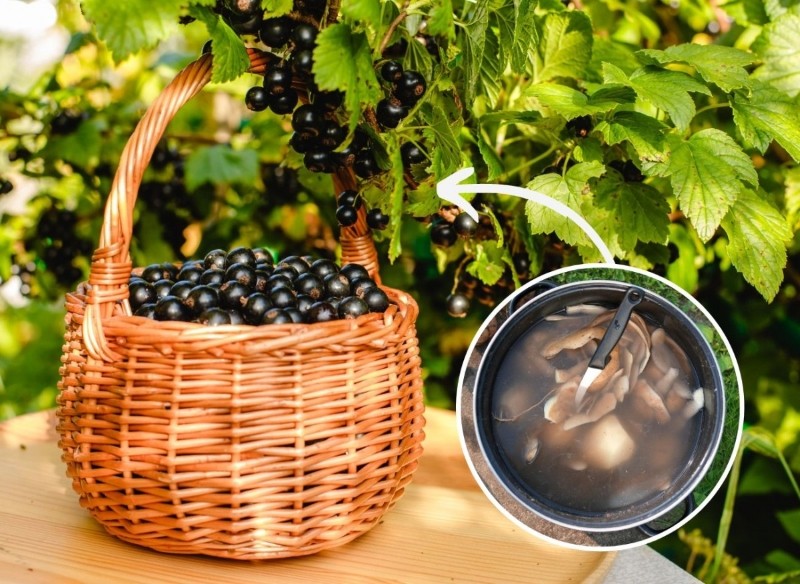 nawożenie czarnej porzeczki