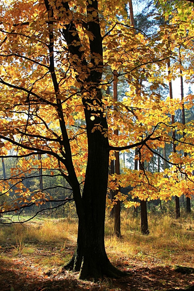 Pozostałe, jesień w naszym ogrodzie - ...