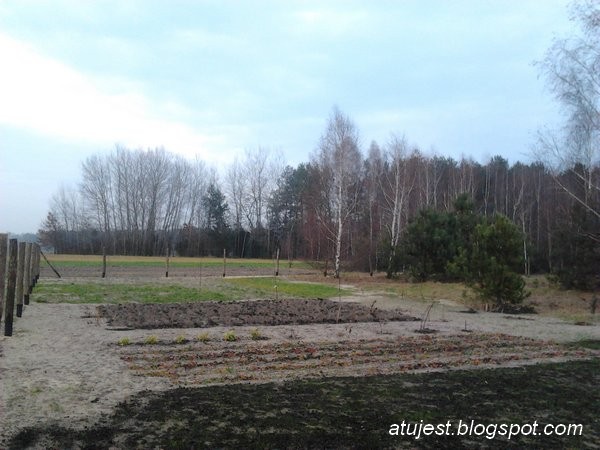 Leśne klimaty, Ogród w leśnym zaciszu - 3 część - Trawa zasiana, truskawki posadzone i przygotowana gleba pod wiosenny zasiew warzyw oraz kwiatów.