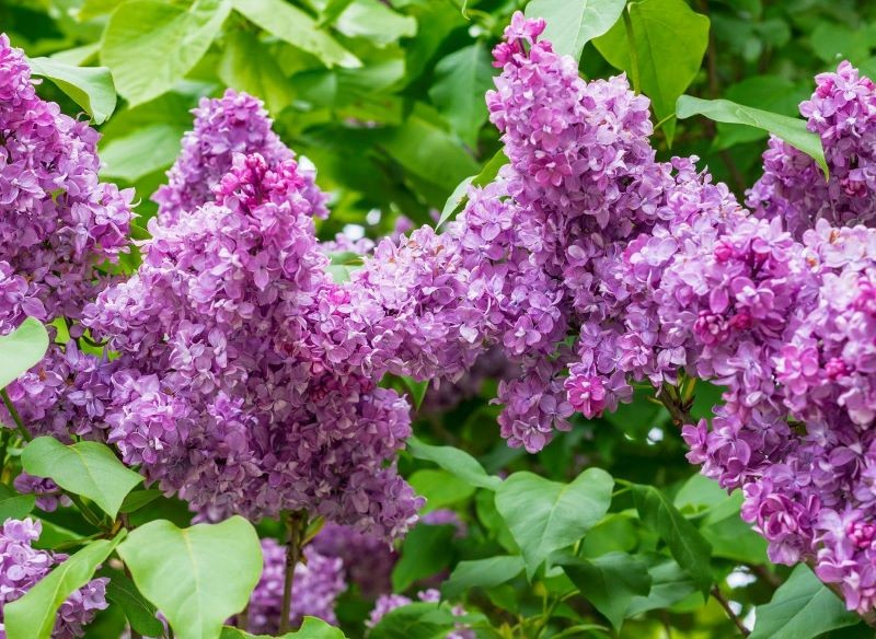 Bez lilak nadaje się do stworzenia pachnącego żywopłotu.