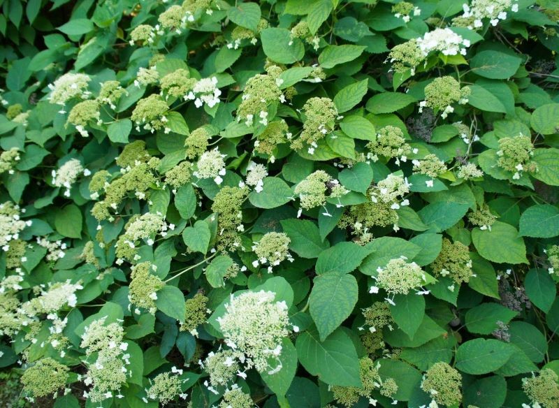 Uprawiając hortensję pnącą, nie można zapominać o cięciu.