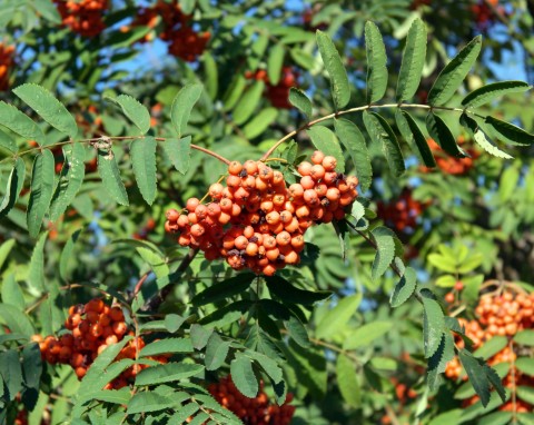 Jarząb pospolity (Sorbus aucuparia)