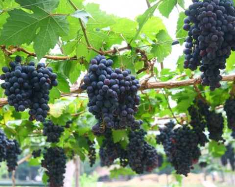 Czym nawozić winorośl wiosną? Wybierz jeden z naturalnych nawozów, a hojnie obrodzi owocami
