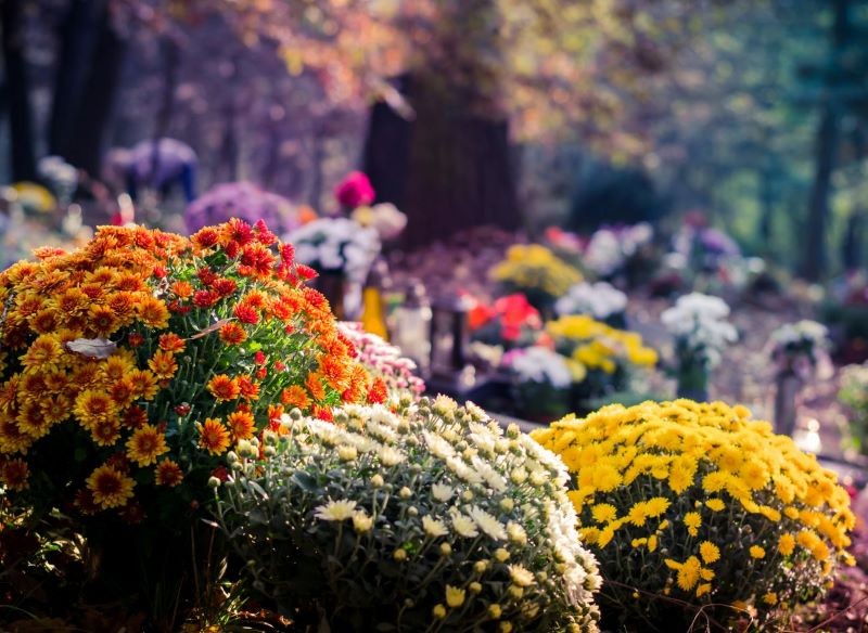 Chryzantemy, podobnie jak inne kwiaty, mają ukryte znaczenie.