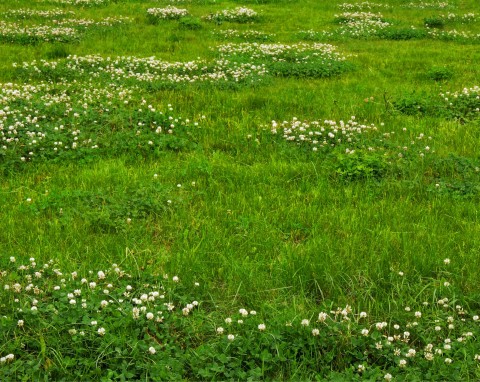 Niszczy chwasty aż do koszeni. Zrób oprysk, wiosną będziesz mieć piękny trawnik