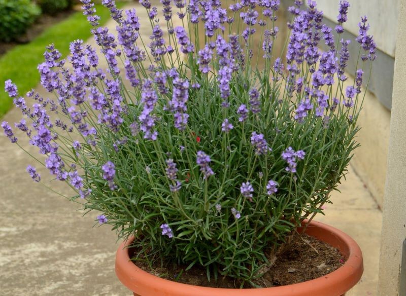 Lawendę w doniczce trzeba podlewać częściej niż tę, która rośnie w ogrodzie.