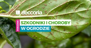 Szkodniki i choroby w ogrodzie