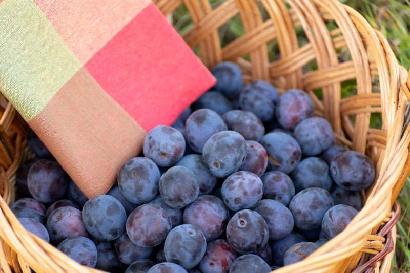 Zużyte tkaniny okażą się pomocne w trakcie zbioru owoc&oacute;w w ogrodzie.
