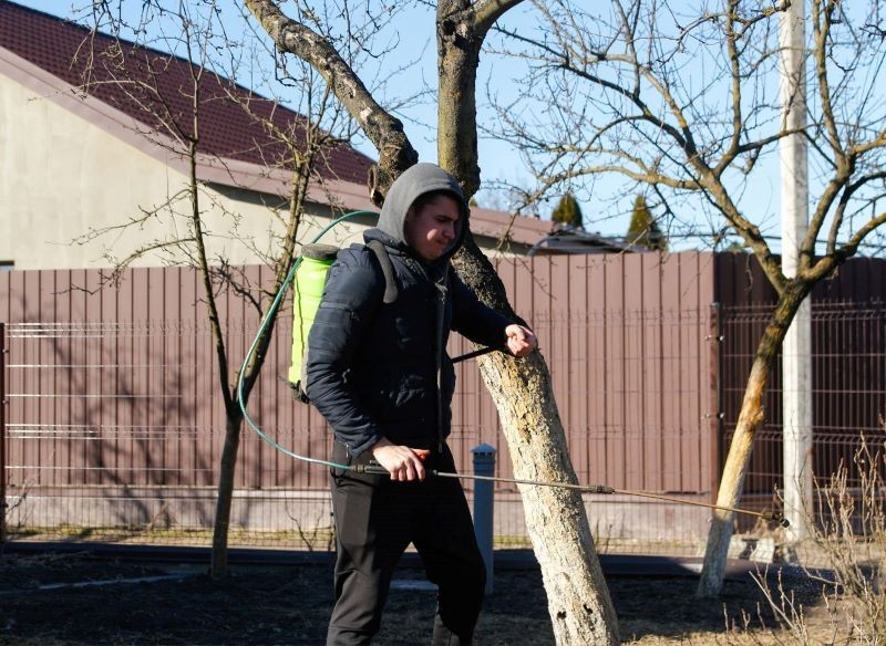 Stosując mocznik po zimie, spryskujemy opadłe liście wokół drzew.