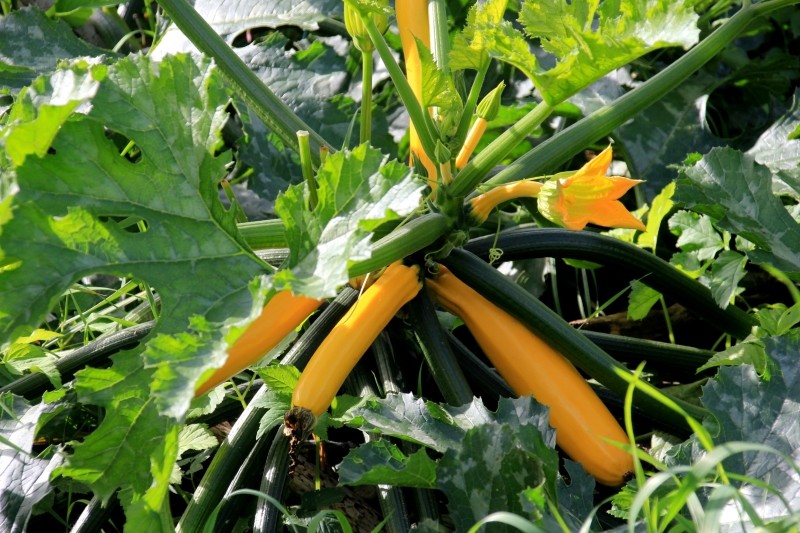 dlaczego końcówki cukinii gniją