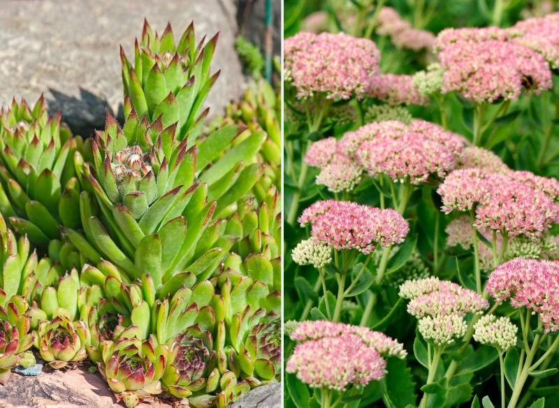 sukulenty na skalniaki