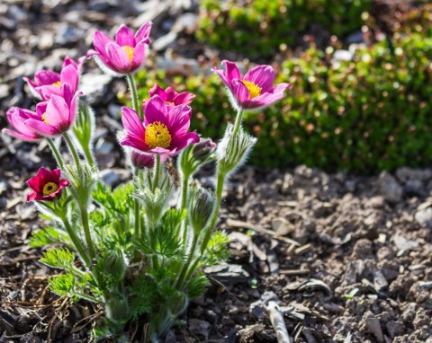 W styczniu wysiej najpiękniejsze kwiaty na skalniak. Prosty sposób na to, by wszystkie wykiełkowały
