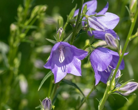 Dzwonek ogrodowy (Campanula medium)