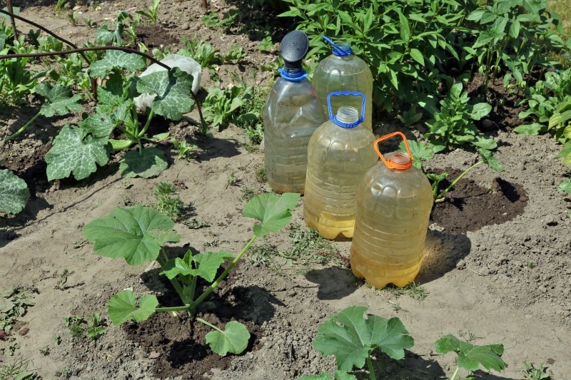 nawożenie ogórków łupinami z cebuli    