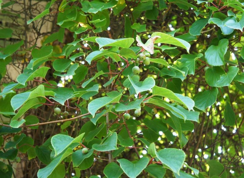 Uprawa minikiwi nie jest szczególnie wymagająca.