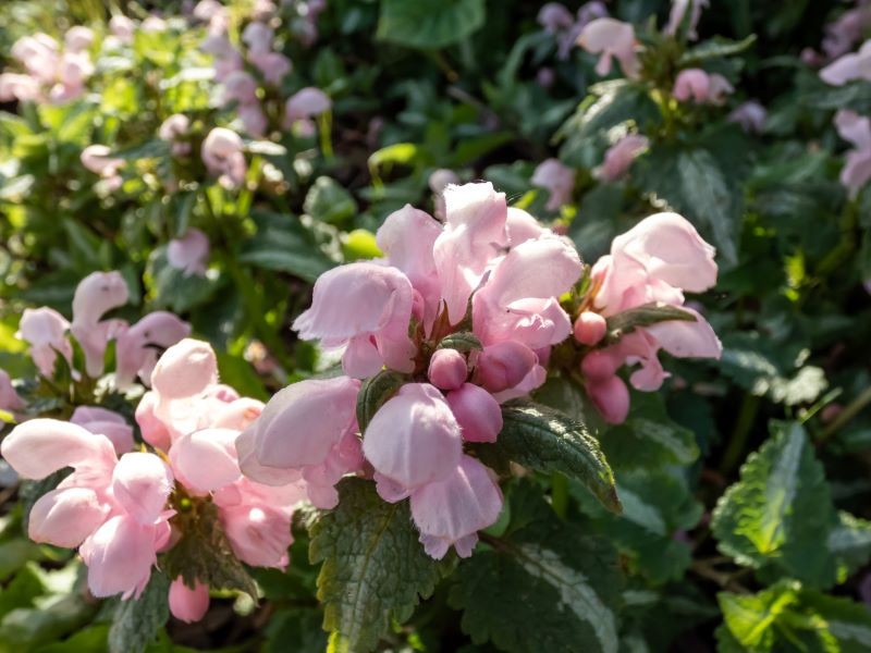 Jasnota plamista występuje w wielu pięknych odmianach.