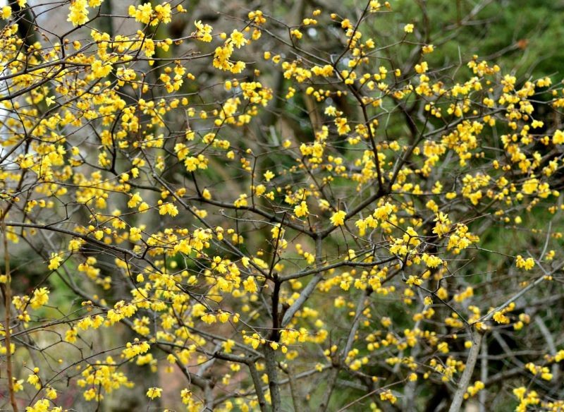 Zimokwiat z daleka przypomina forsycję.