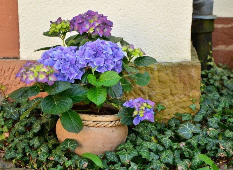 Jeśli chcesz mieć hortensję blisko róż, posadź ją w donicy.