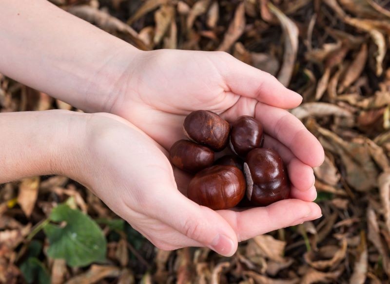 Zebrane kasztany można rozdrobnić i wysuszyć, by móc wykorzystać je po sezonie.
