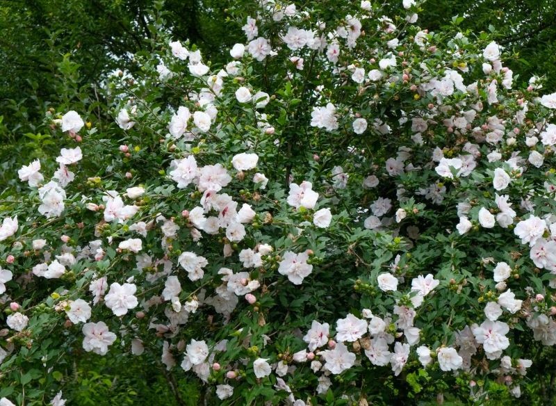 Ketmia syryjska występuje w wielu atrakcyjnych odmianach.
