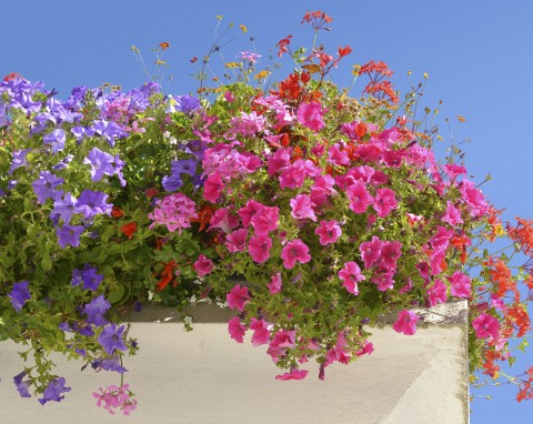Jak sadzić surfinie? Kwiaty na balkon i taras