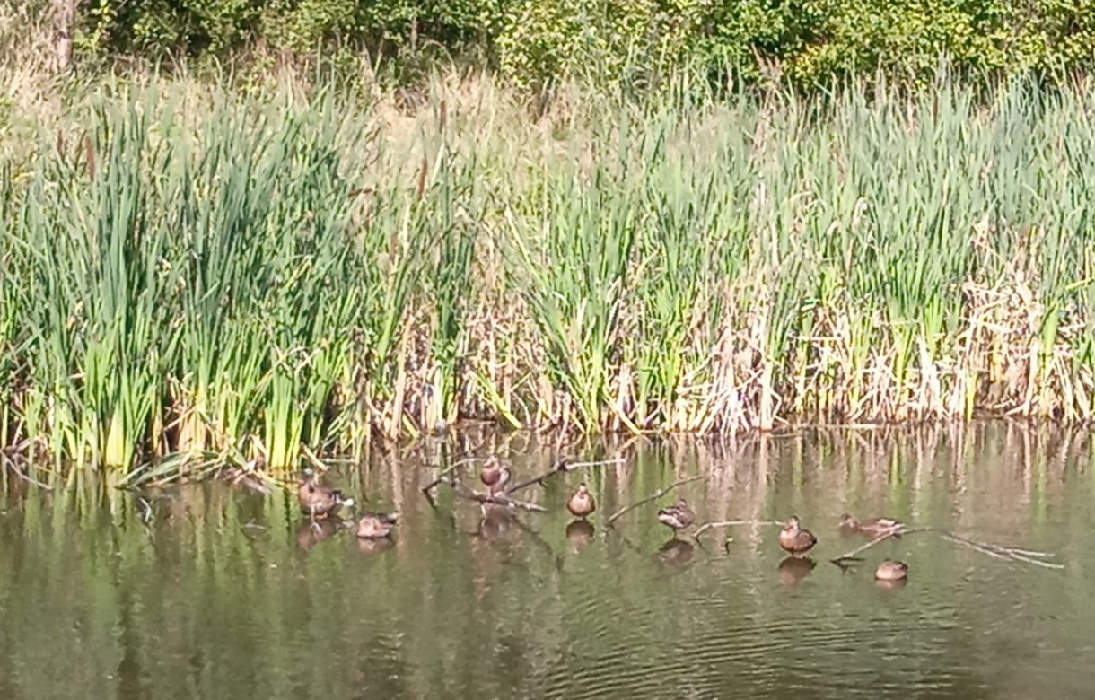 Pozostałe, FAUNA  PEŁNA UROKU