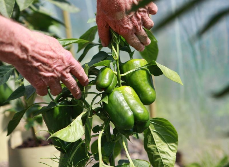 Jesienne ogławianie papryki sprawi, że wszystkie owoce na krzaczki dojrzeją przed końcem sezonu.