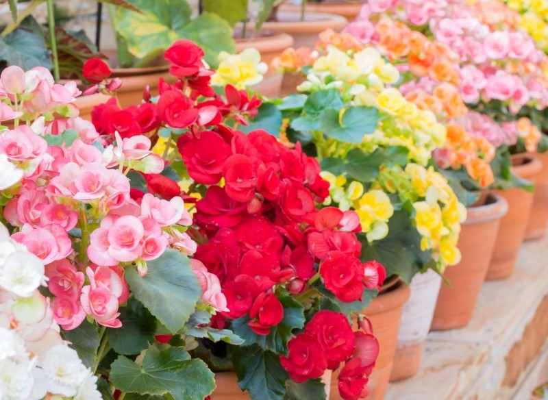 jak zimować begonie