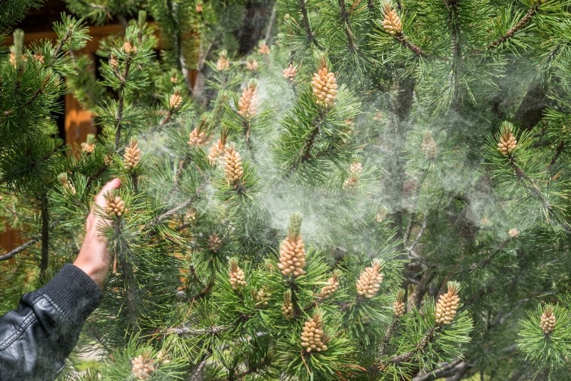 pajęczyny na iglakach